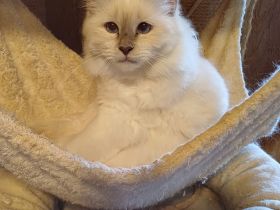 Heilige Birma Katzen mit Stammbaum