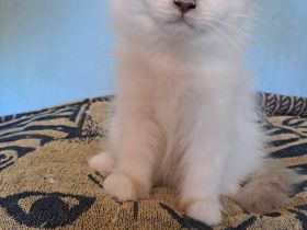 Heilige Birma Katzen mit Stammbaum