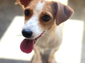 Zärtliche NARI, verspielt und verschmust - der perfekte Familienhund!