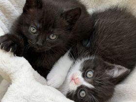 BKH EKH KITTEN abgabebereit