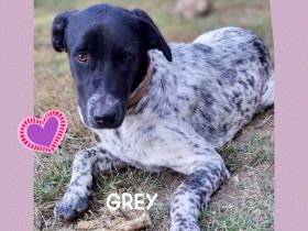 GREY, verschmuster Sonnenschein und pure Lebensfreude!