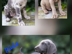 Weimaraner-Welpen in liebevolle Hände abzugeben