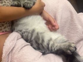 Liebevolles Zuhause für unseren Maine Coon Kater gesucht