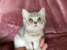 Bkh Kitten