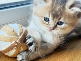 BKH Kitten  Golden shaded & weiß 🥰