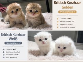 BKH Kitten 🥰