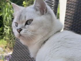 Britisch Kurzhaar Kitten sind bereit zur Reservierung🥰