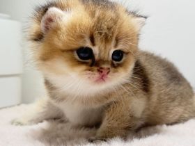 BKH Kitten  Golden shaded & weiß 🥰