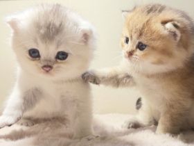BKH Kitten  Golden shaded & weiß 🥰