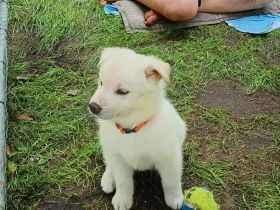 Husky Schäferhund Labrador Welpen suchen liebevolles Zuhause
