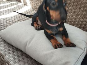 Dackel Welpen suchen ein neues Zuhause