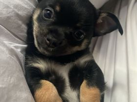 Chihuahua Welpe sucht noch