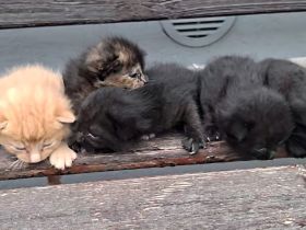 Kleine Babykatzen suchen zuhause