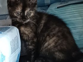 Kittenvermittlung