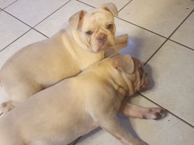 Französische Bulldogge Welpe