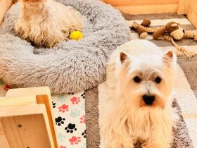 West Highland White Terrier Welpen – Einmaliger Wurf erwartet