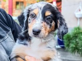 Berner Sheperds vom Lindenhof ( Hybridhunderasse F1)