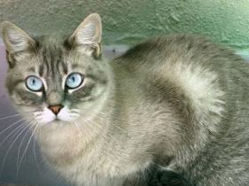 Mia
