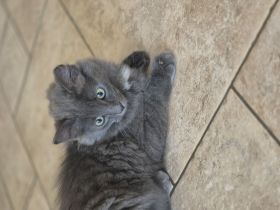 Ragdoll / Türkisch Angora mix