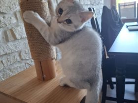 Liebevolle BKH - Kitten von privat suchen ein liebevolles Zuhause