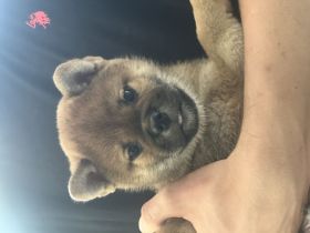 Shiba Inu Welpe, Rüde