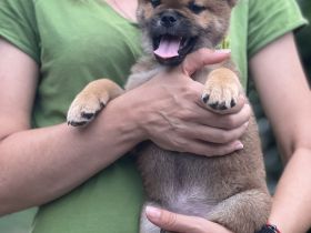 Shiba Inu Welpe, Rüde