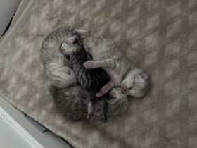 Liebevolle Britisch Langhaar/Kurzhaar Mix Kitten suchen ab Oktober ihr Für-immer-Zuhause