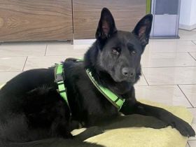 Zuhause gesucht für Anastasia