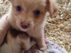 Chihuahua-Malteser Welpe (Rüde) 11 Wochen alt