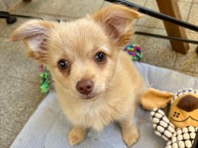 Zauberhafter Chihuahua-Malteser Welpe (Rüde) 11 Wochen alt