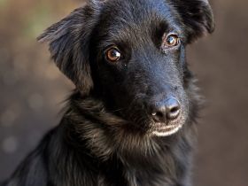 Bambo unser Herzenshund...