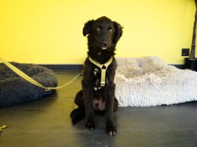 Bambo unser Herzenshund...