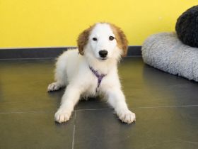 Aleika unsere kleine Schönheit..