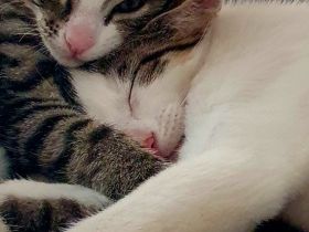 Süße wunderschöne gesunde kleine Kitten/Babykätzchen/Babykatzen