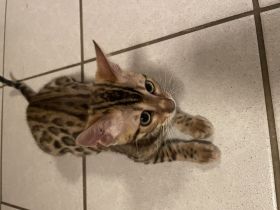 Süße Bengal Kitten Brown Spottet Tabby / ABGABEBEREIT noch 2 Kätzchen Frei