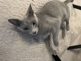 Fünf wunderschöne Katzenbabys suchen ein liebevolles Zuhause
