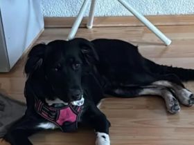 Dringend: Liebes, 8 Monate altes Harzer-Pudel-Mix-Mädchen sucht neues Zuhause