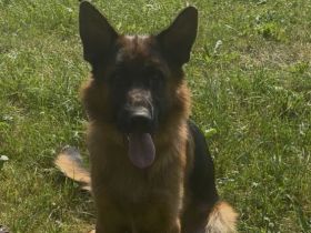 Deutscher Schäferhund Rüde sucht ein neues glückliches Zuhause