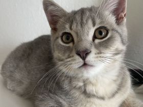 BKH Blue Silber Tabby Kitten