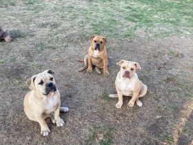 Old English Bulldog