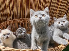 BKH Kitten Abgabebereit