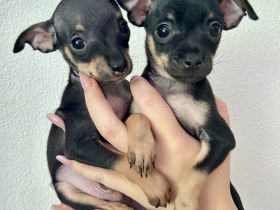 Mini Toy Terrier Welpen von reinrassigen Eltern