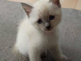 BKH Ragdoll Kitten Katzen