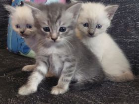 BKH Ragdoll Kitten Katzen