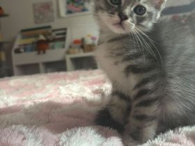 Letztes BKH Ragdoll Kitten Katzen