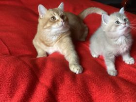 Goldene kleine Kater im BKH-Typ – sanfter Blick, warme Farbe, besondere Nähe.