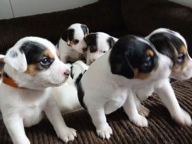 Zuckersüße Parson Russel Terrier Welpen