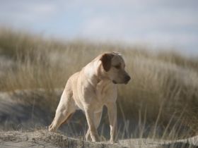 Wunderschöner Labrador Deckrüde bewiesen und getestet