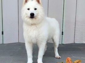 Samojedenrüde Smiley