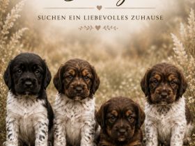 4 kleine Mäuse suchen ein zuhause